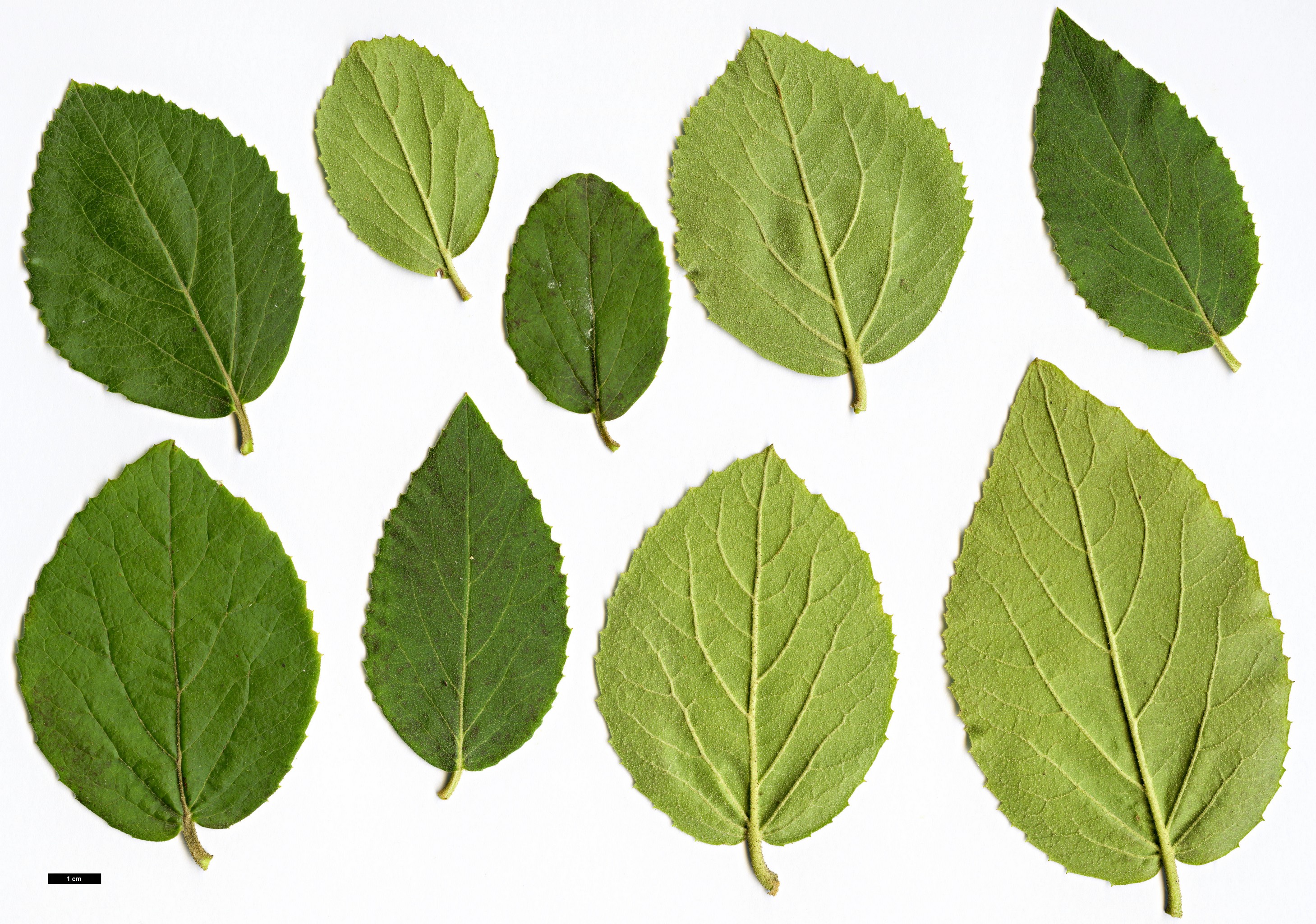 High resolution image: Family: Adoxaceae - Genus: Viburnum - Taxon: ×carlcephalum (V.carlesii × V.macrocephalum)